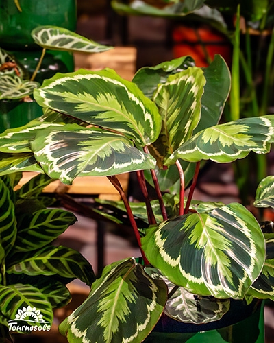 Plante d'intérieur Calathea aux feuilles ovales vert foncé, motifs et bordures vert clair, et tiges rougeâtres.